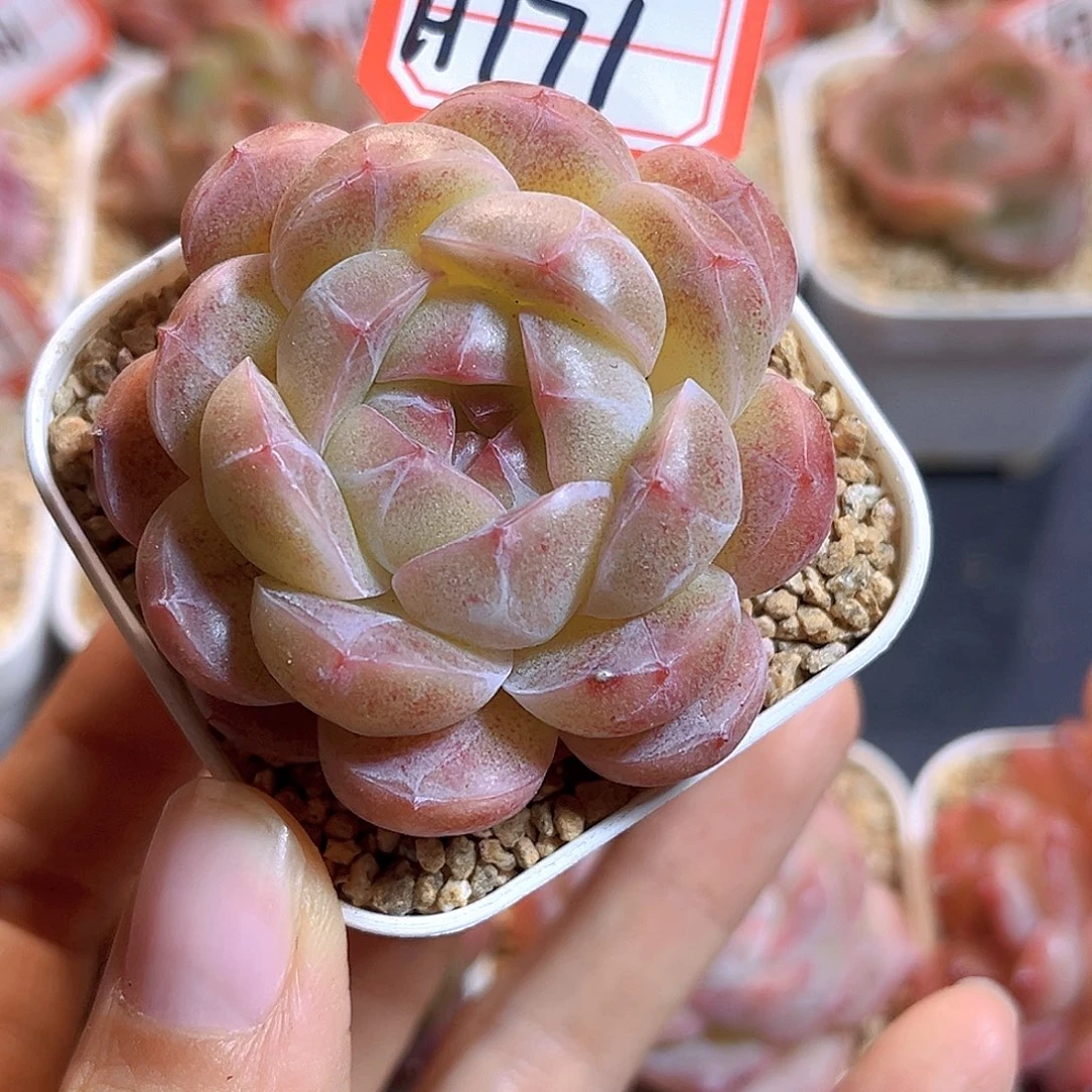 H171  新品珍妮满18包邮