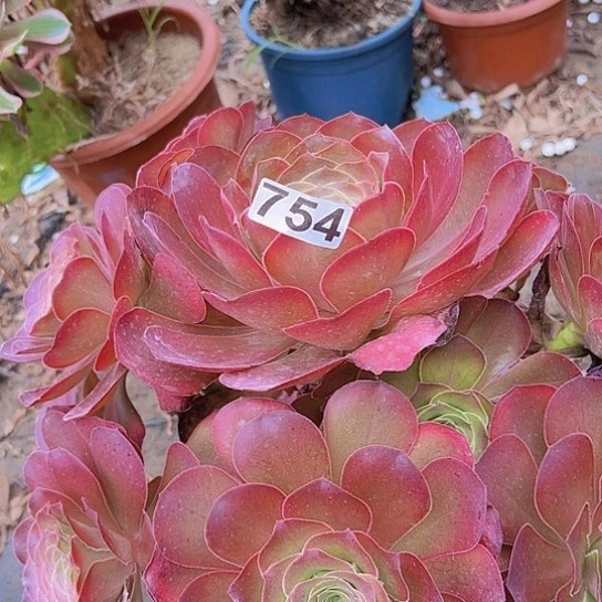 沫****多肉植物一个法师