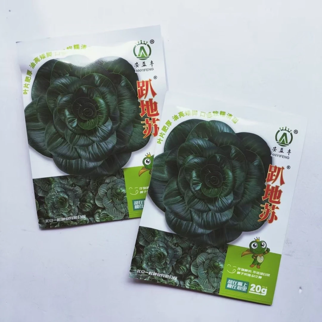 趴地苏黑叶矮脚青菜种子高产耐寒口感软糯青菜种籽