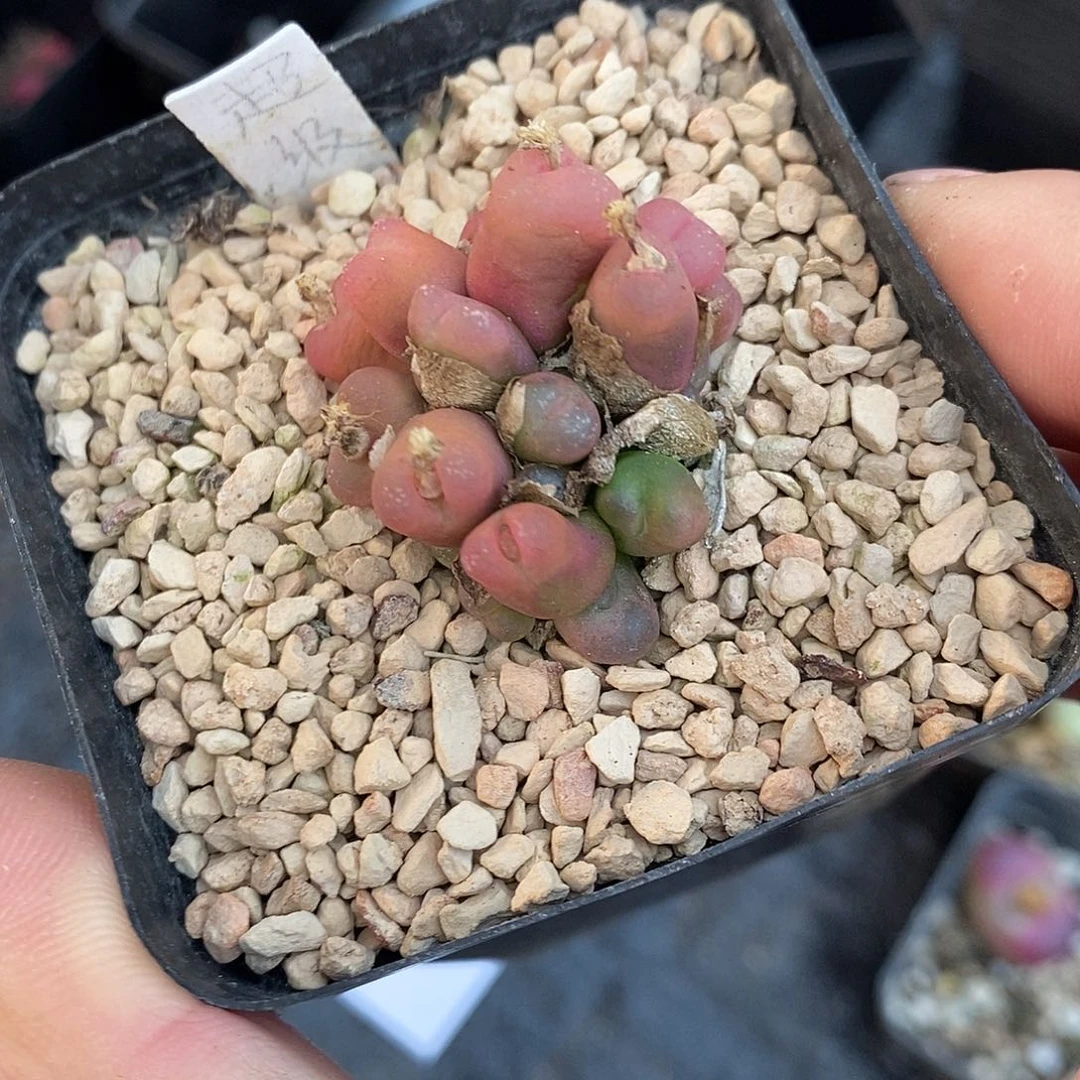 27303。     二十头吕毛福利。