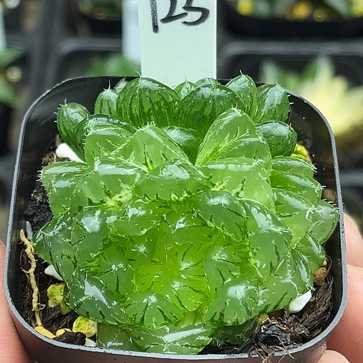 125双头大窗翠云锦