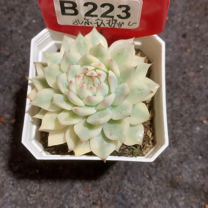 扎尔玫瑰覆轮锦有根