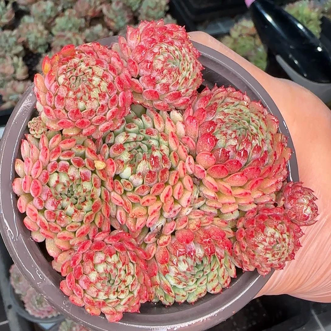 从前慢花园精选小红船