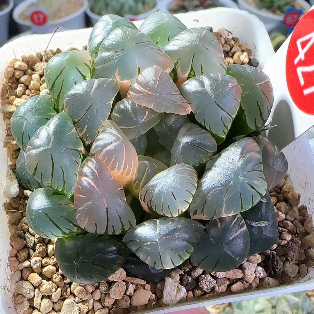 427号大窗冰灯玉露锦一物一拍带盆土