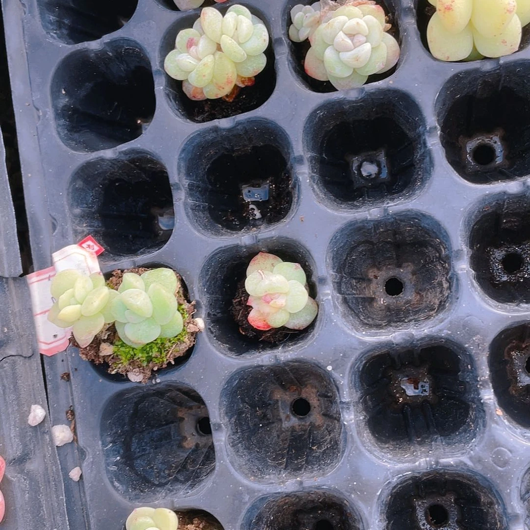 达***浪黄锦冰玉2个一满25包邮