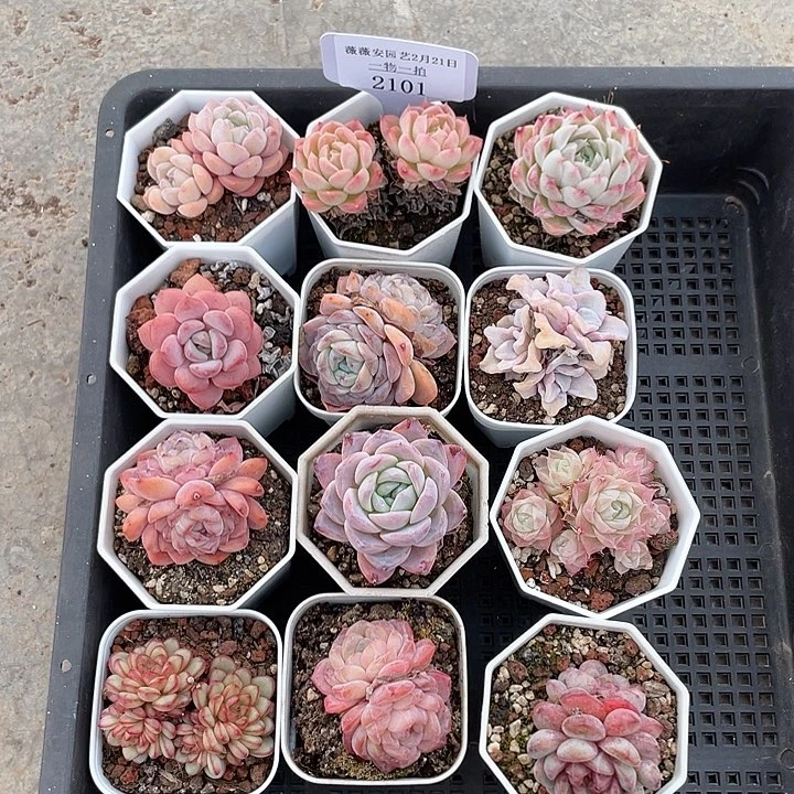 薇薇安园艺多肉2101