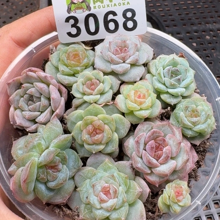 多肉植物多肉植物