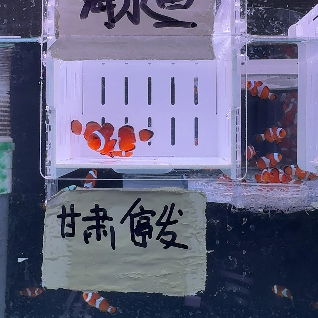 海水鱼4+精品黑边公子一对