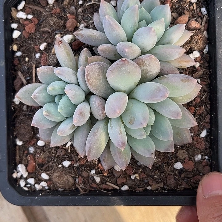 三头凯步顿 尺寸10