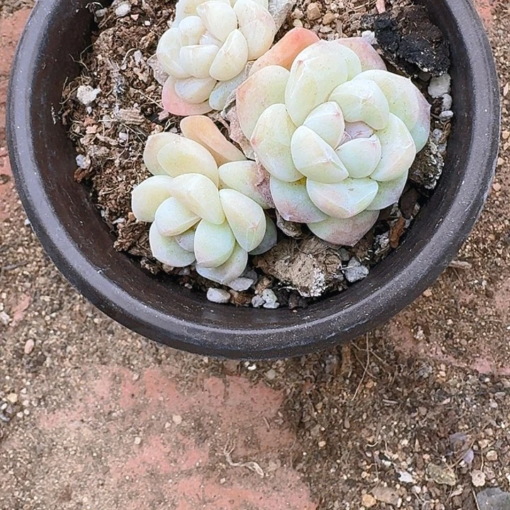 .****多肉植物一物一拍