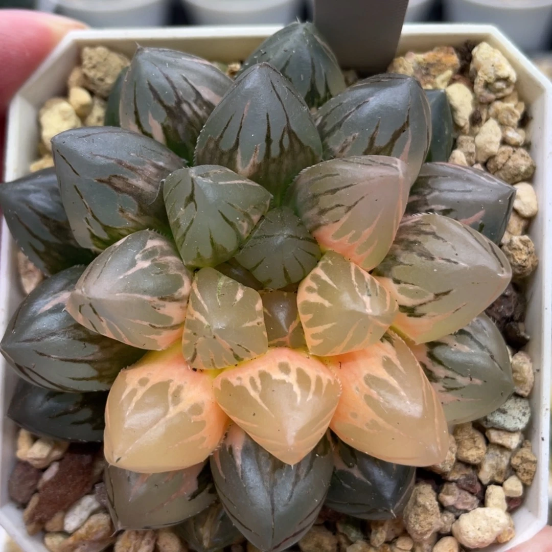 小蔡的菜园20巨大龙爪锦