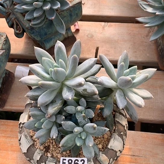 胖体哥特863 全场默认微瑕7/8天发货