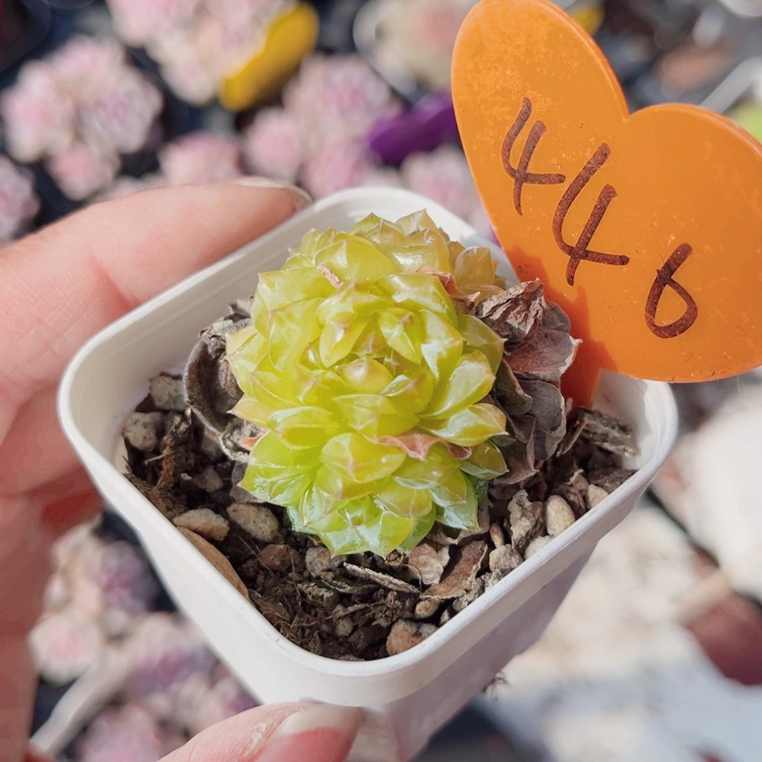 446号小老桩扶苏珍妮群4头