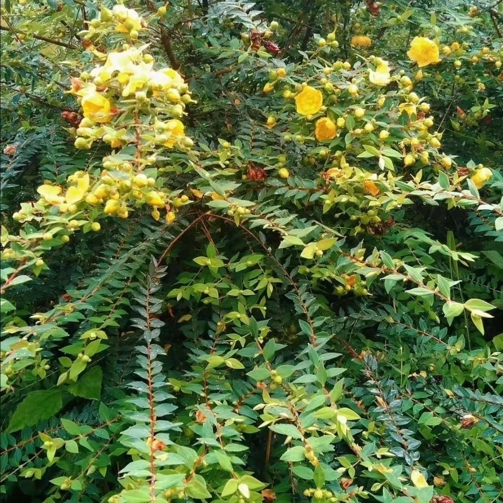 庭院绿植金丝梅可观赏可入药打碗花苦连翘花