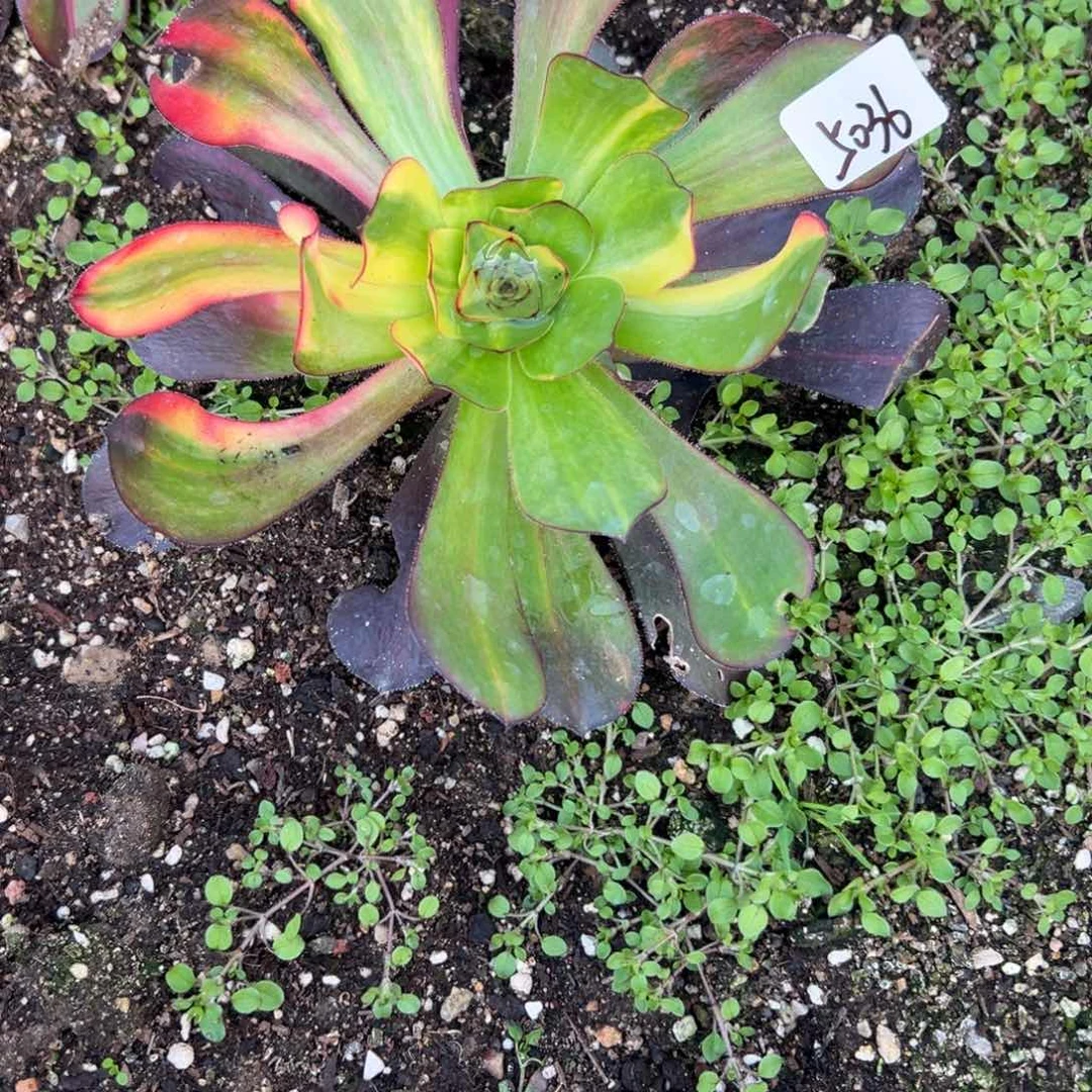 5036无毒彩哄多肉徐州