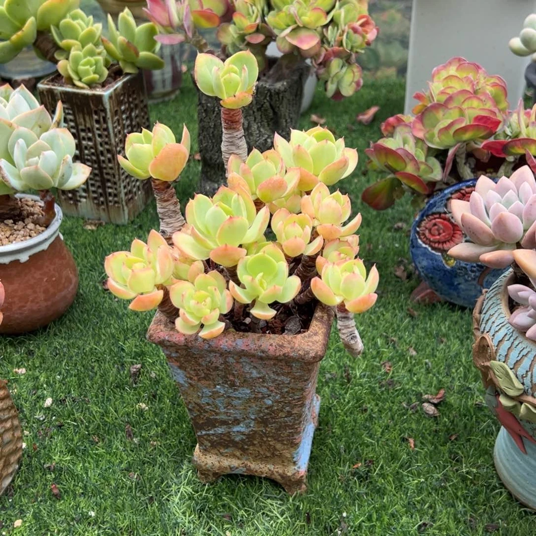 用***罗柠檬碧桃多肉植物脱土