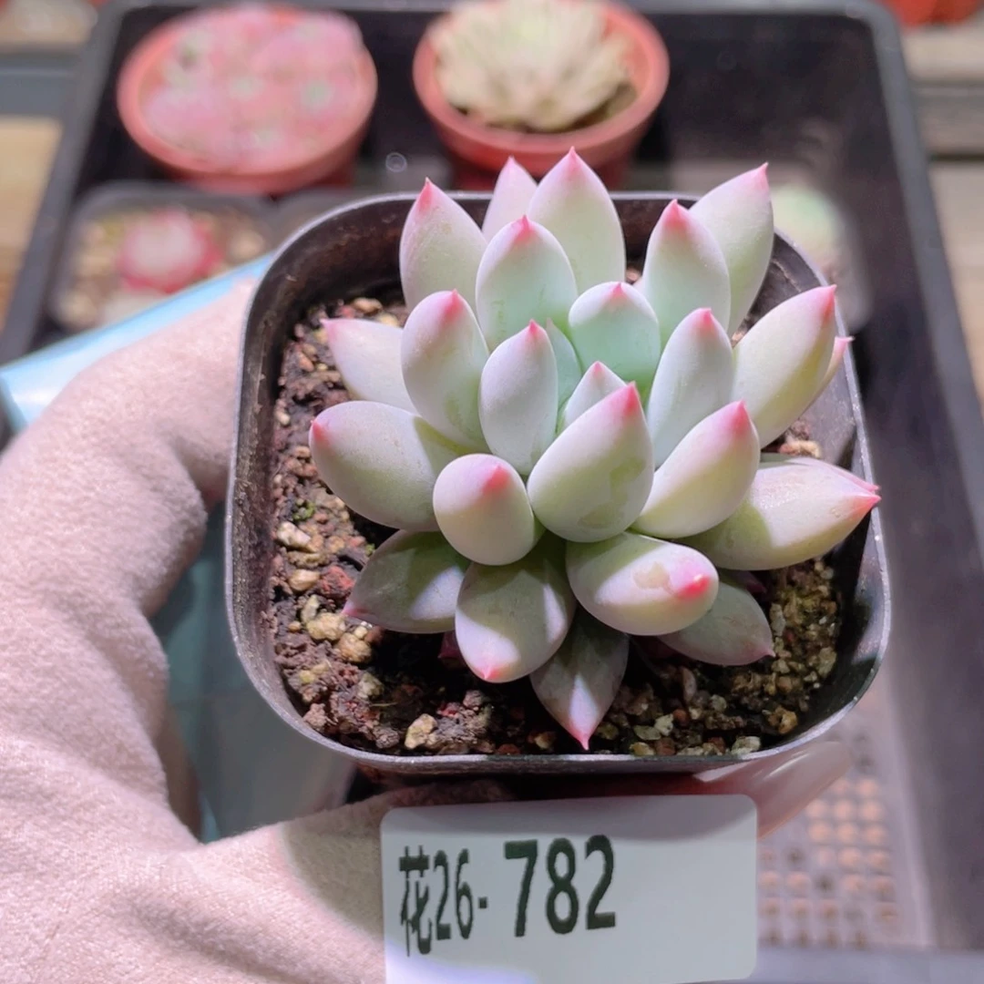 花利美26-782奶瓶