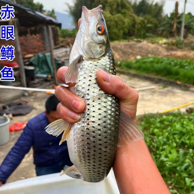 赤眼鳟鱼鱼生红眼鳟鱼赤眼鱼适应性强淡水杂食性路亚放生鱼观赏鱼