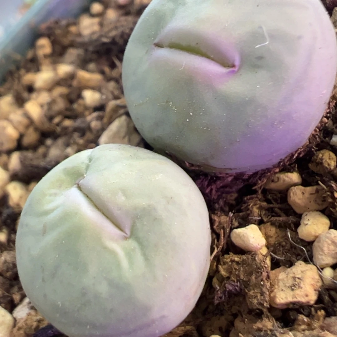 大嘴奶油  肉锥植物