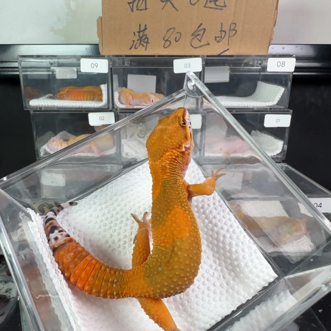 豹纹守宫蜜橘妹妹