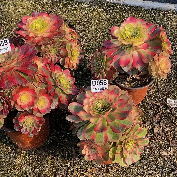 朵*多肉火龙果959