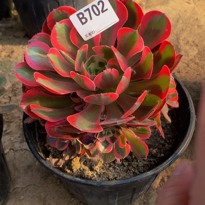 全部花朵702粉女郎