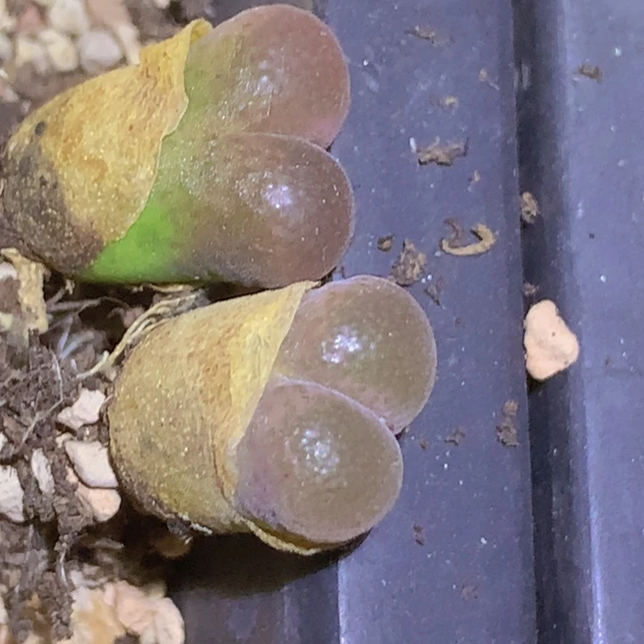 58854868858958855855555