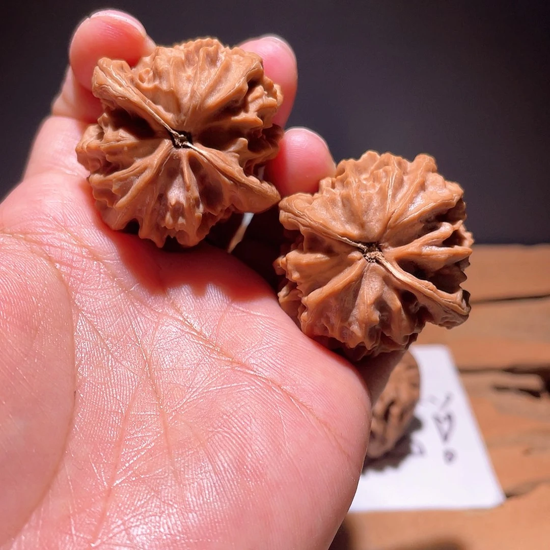 老**了S035 40尺 大龙