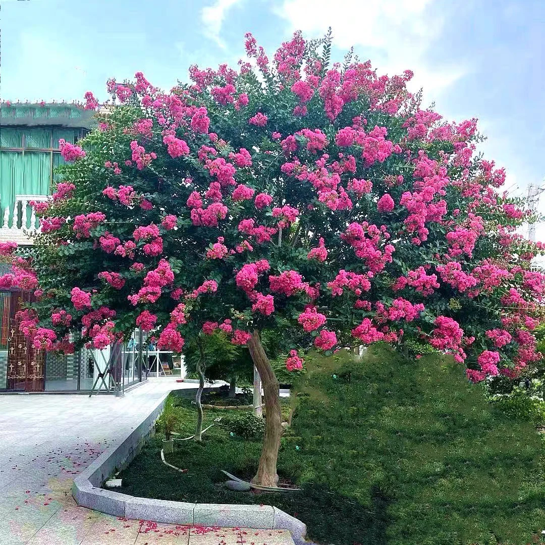 庭院种植耐寒花卉天鹅绒紫薇花百日红花期长好养植物