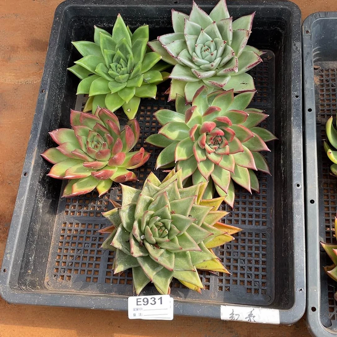 若如东云组拍E931