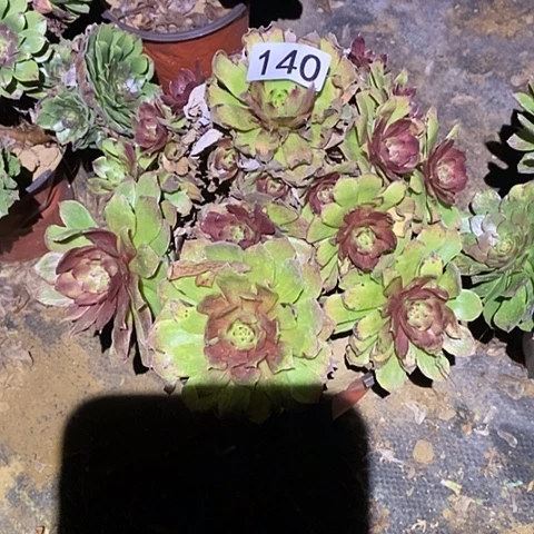 多肉植物法师140红丝绒