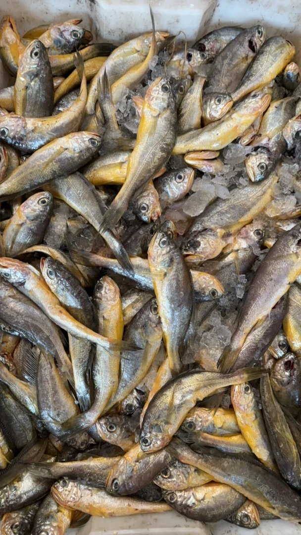 海捕野生小黄鱼 净重发货 顺丰包邮现称现卖