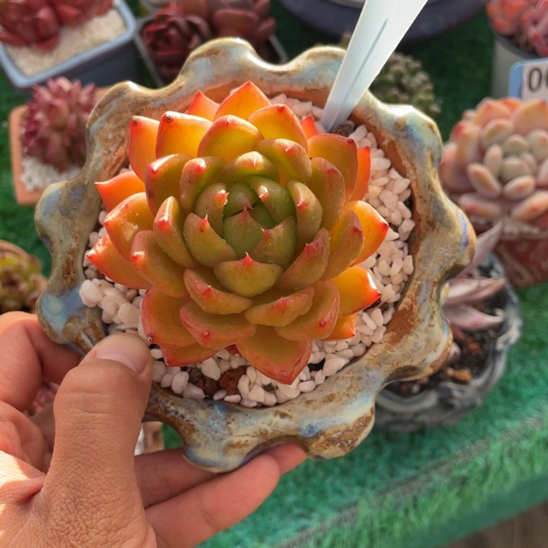 用***0多肉植物盆栽多肉植物