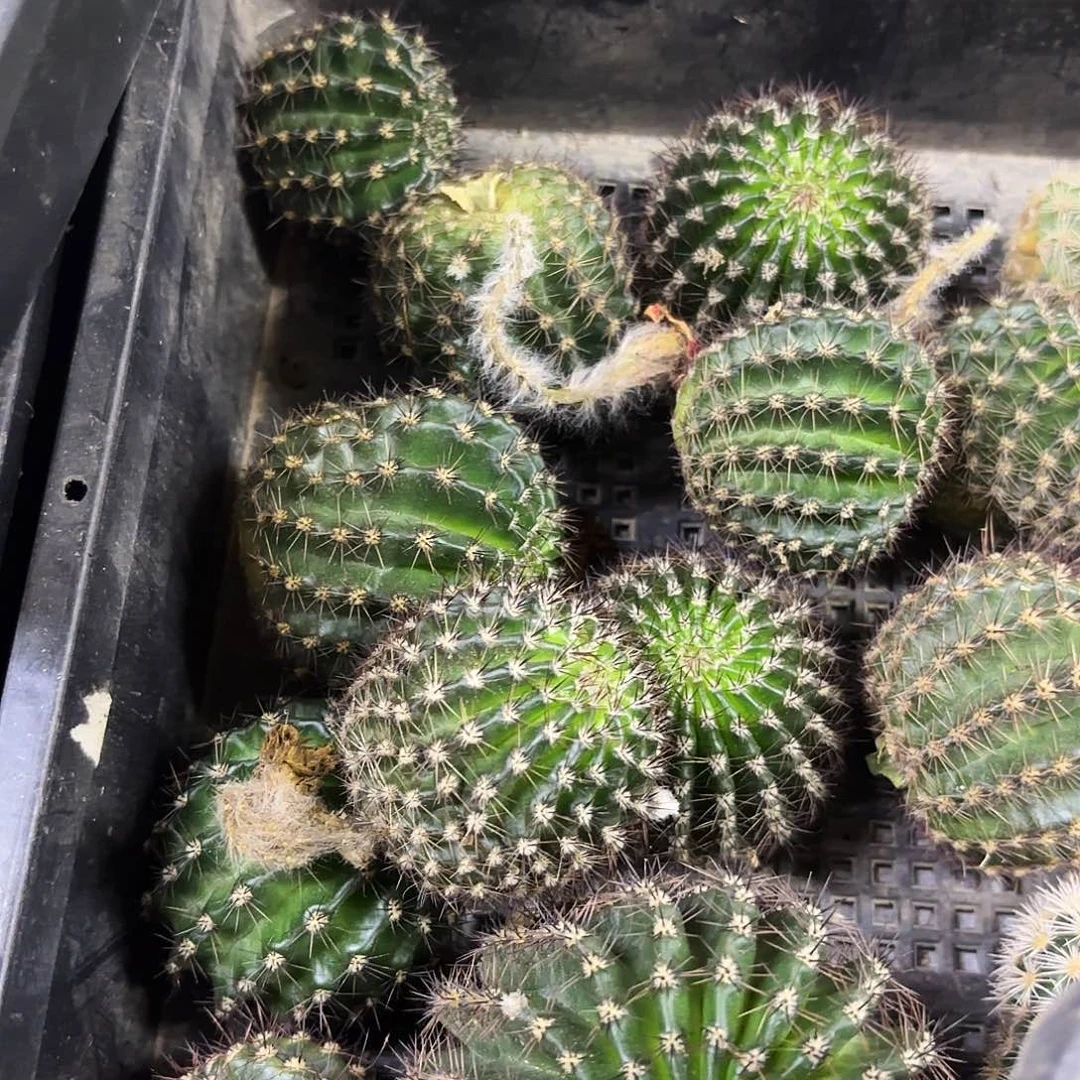 A117彩侧牙20包邮54