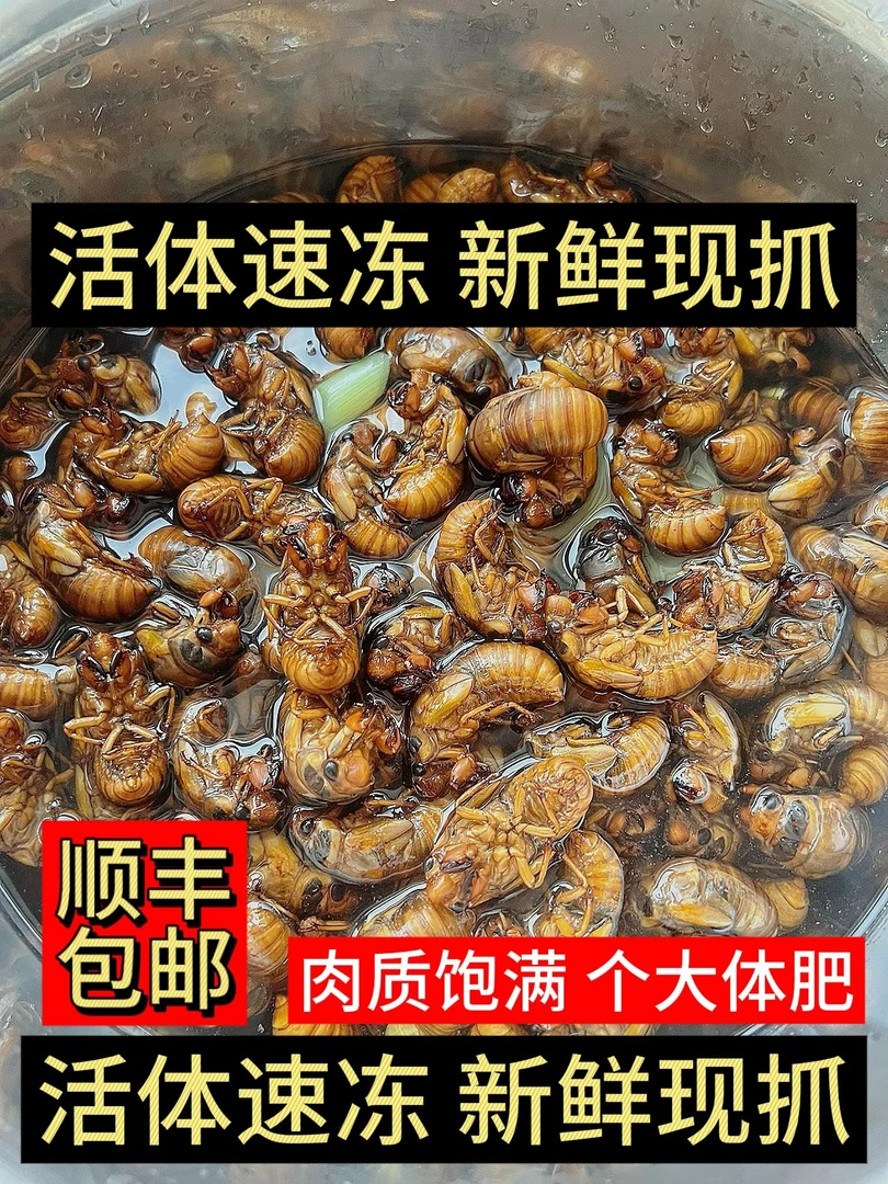 顺丰包邮新鲜金蝉知了猴爬叉白蝉2025年活体速冻现抓现发个大体肥