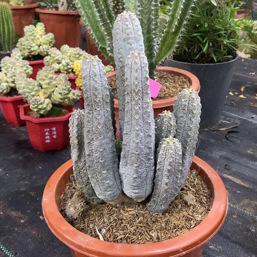 水泥柱一物一拍一