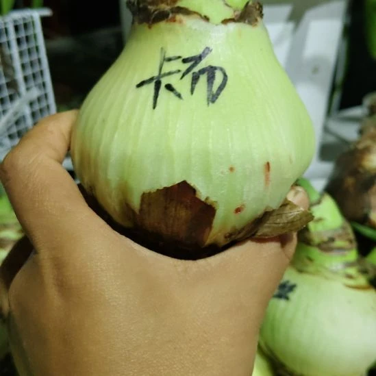 卡布进口球朱顶红