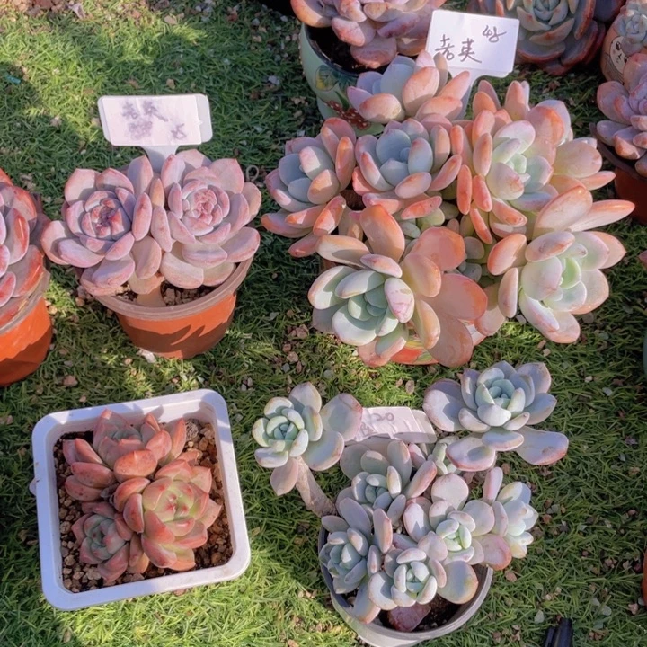 星影冷香组合三颗 老英