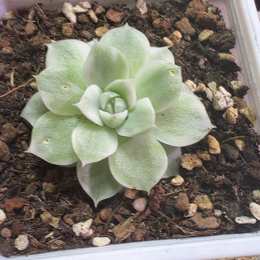 白麦秆锦多肉植物