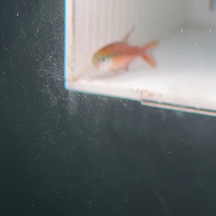 小***酒灯科鱼野超级红魔鬼发色