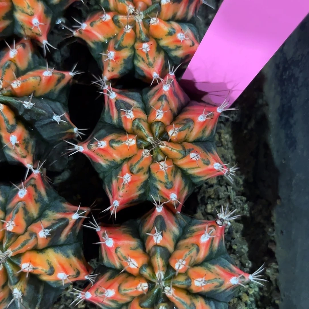 511-0918泰国发货 红蜻蜓