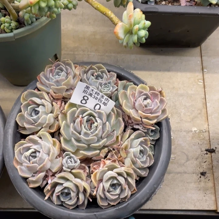 黑大帅多肉80汉堡