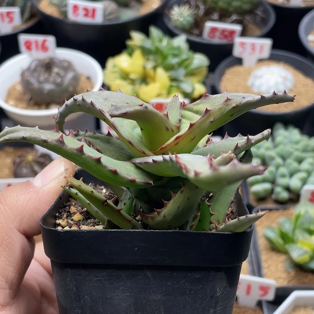 实生红刺芦荟卡萨帝 脱土包邮