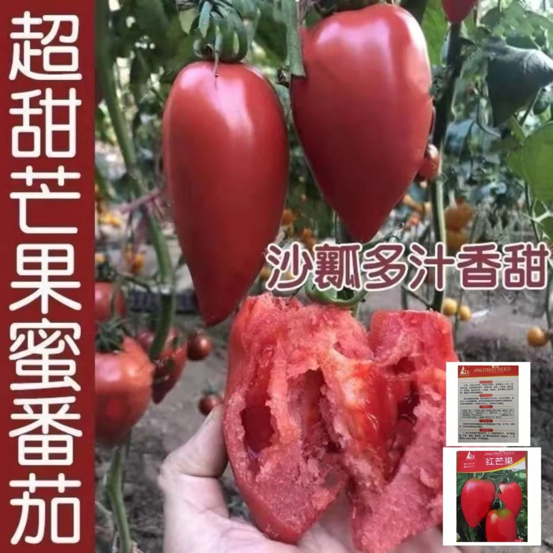 超甜红芒果番茄种子四季黄芒果种子草莓牛心老西红柿蔬菜种子大全