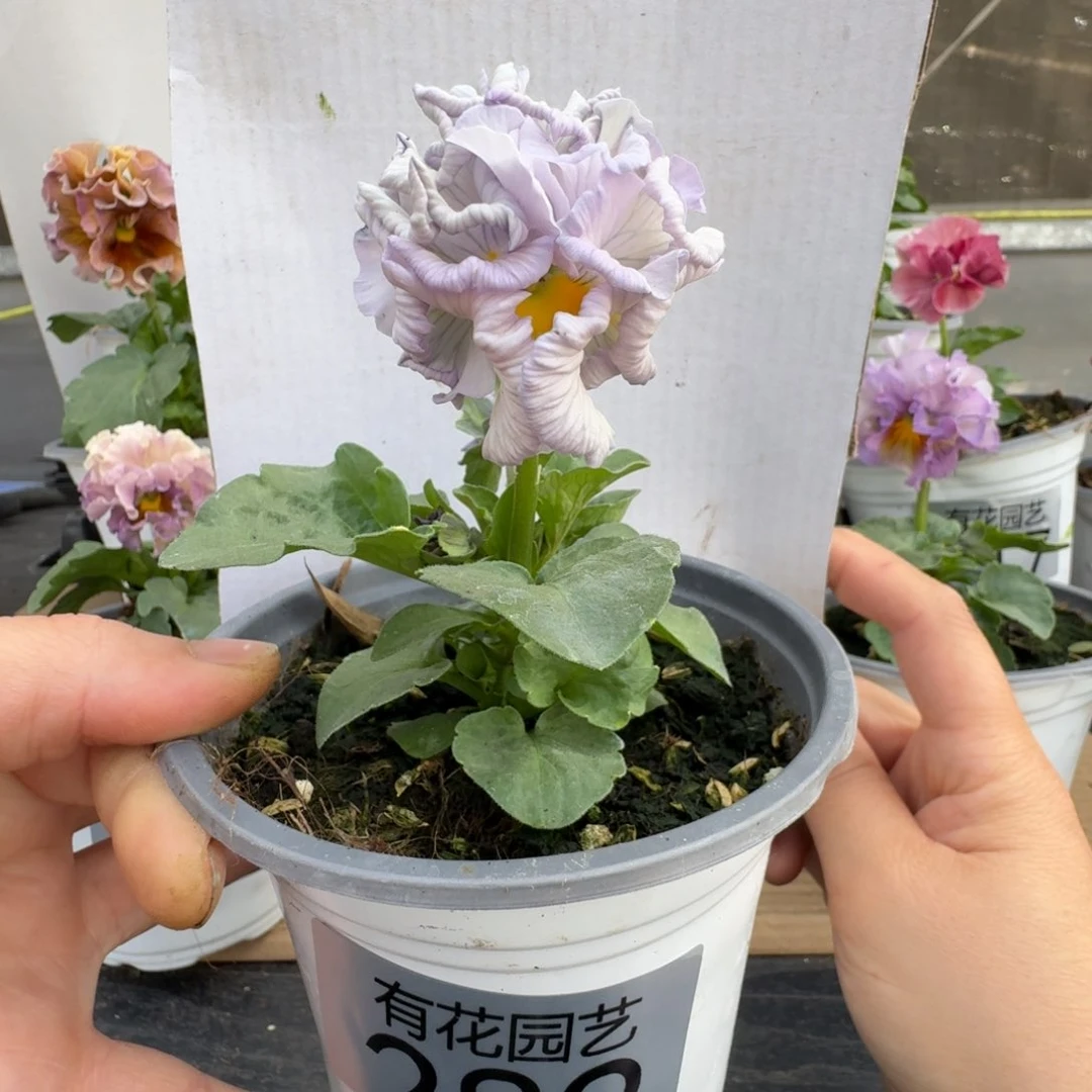 无花朵289号角堇