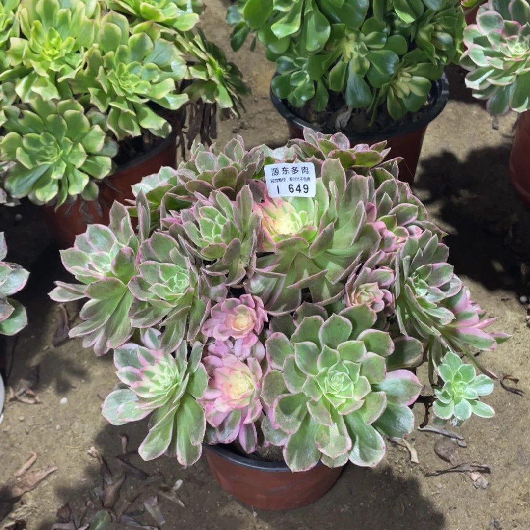 649高贵多肉法师断枝不包