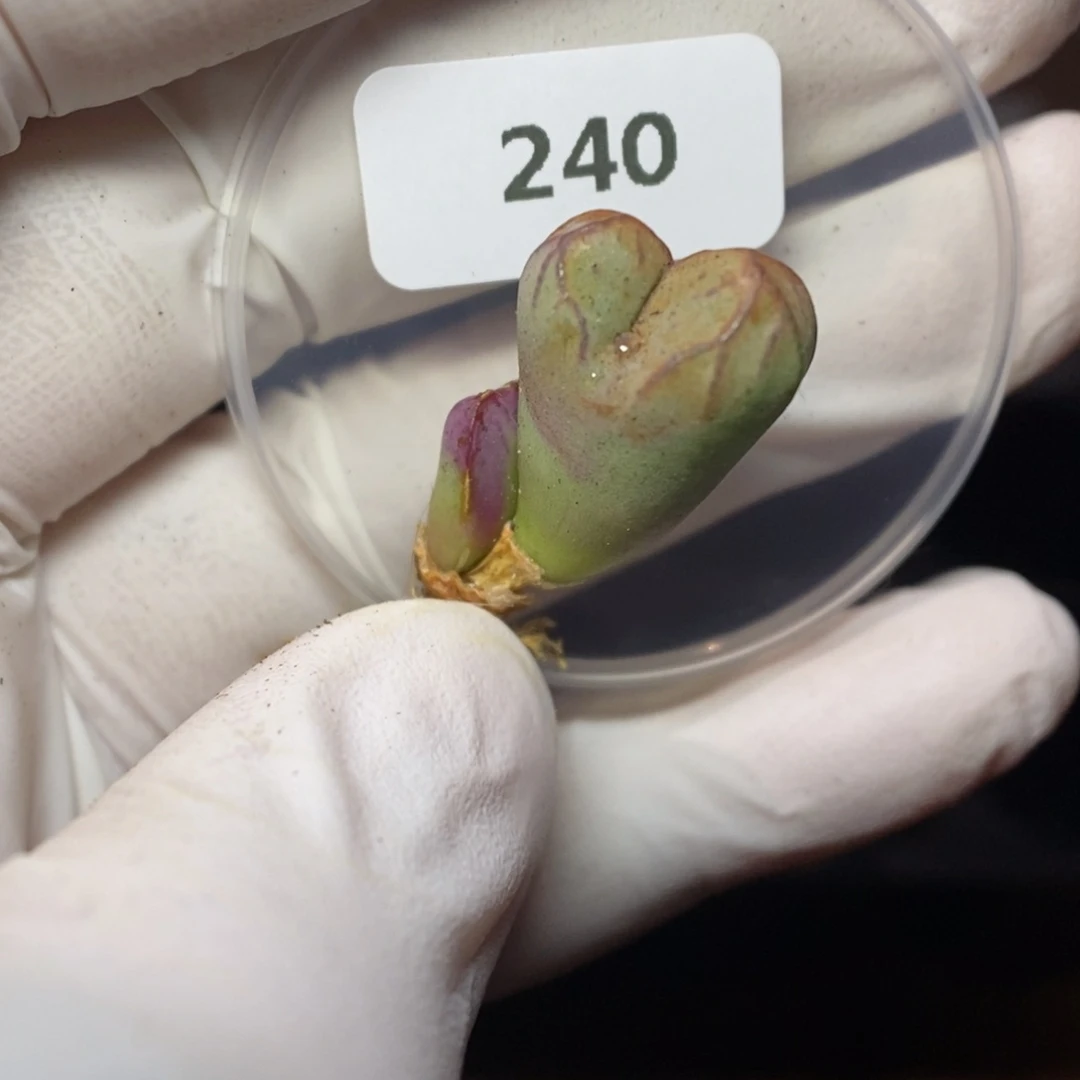 多肉植物K-240 （1.3）