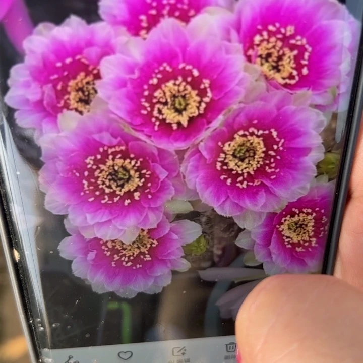 31丽花魅影歪无根侧芽2一3公分左右20包邮