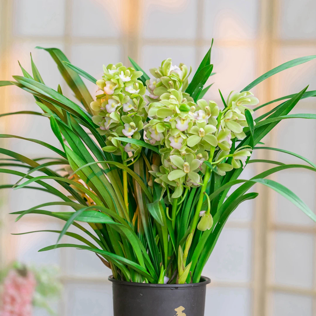 【京东快递】 香水香兰 带花苞4-7支花剑清香型室内好养绿植盆栽