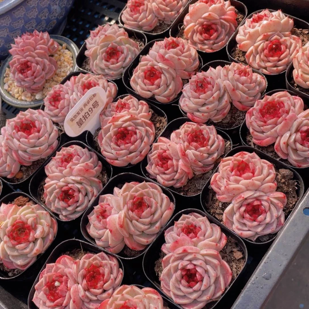 量拍9号红丝绒糖心天鹅绒双头一个